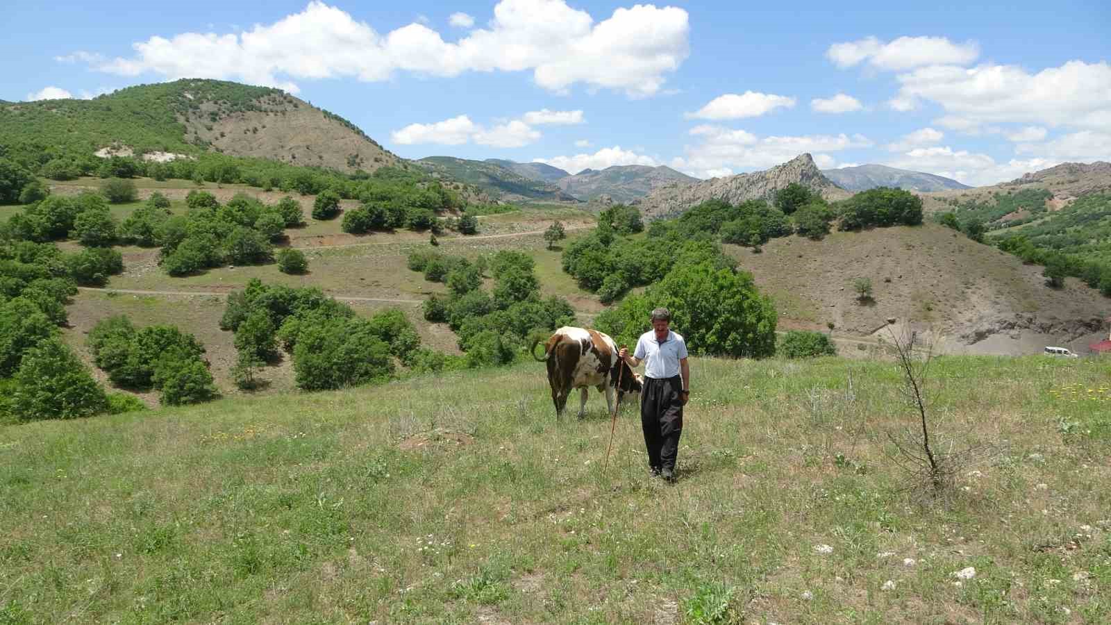 Bin 400 metre rakımdaki s&uuml;r&uuml;lerini "fl&uuml;t" eşliğinde otlatıyor

