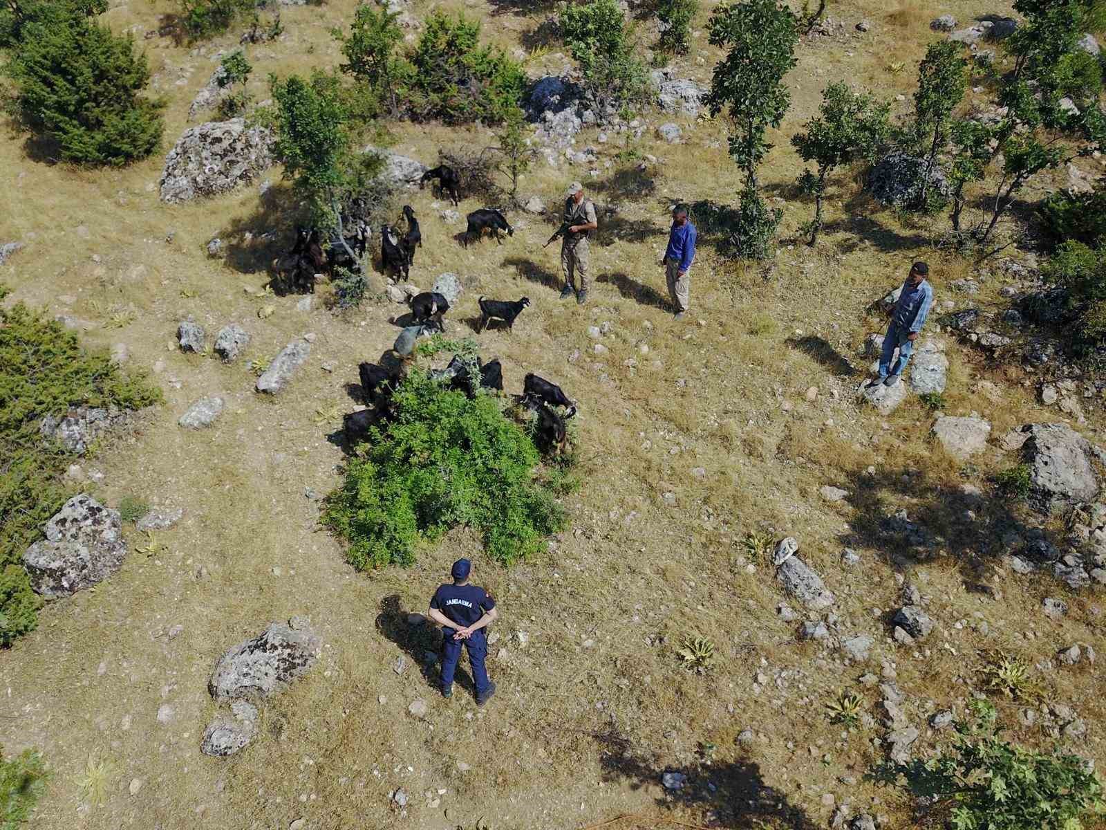 Jandarma kaybolan sürüyü dron ile buldu