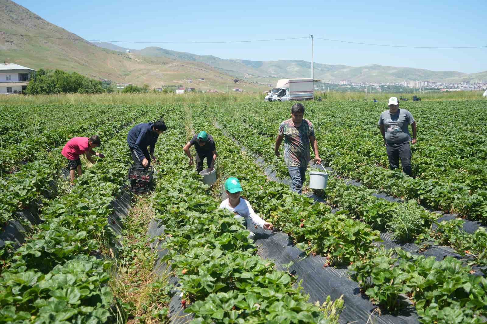 İlk hasattan 1,5 milyon TL ekonomiye katkı sağlandı