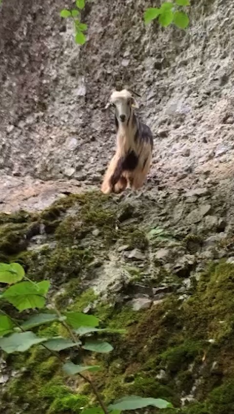 Bayramın ilk günü kaçan keçi 3. günün sonunda bulundu