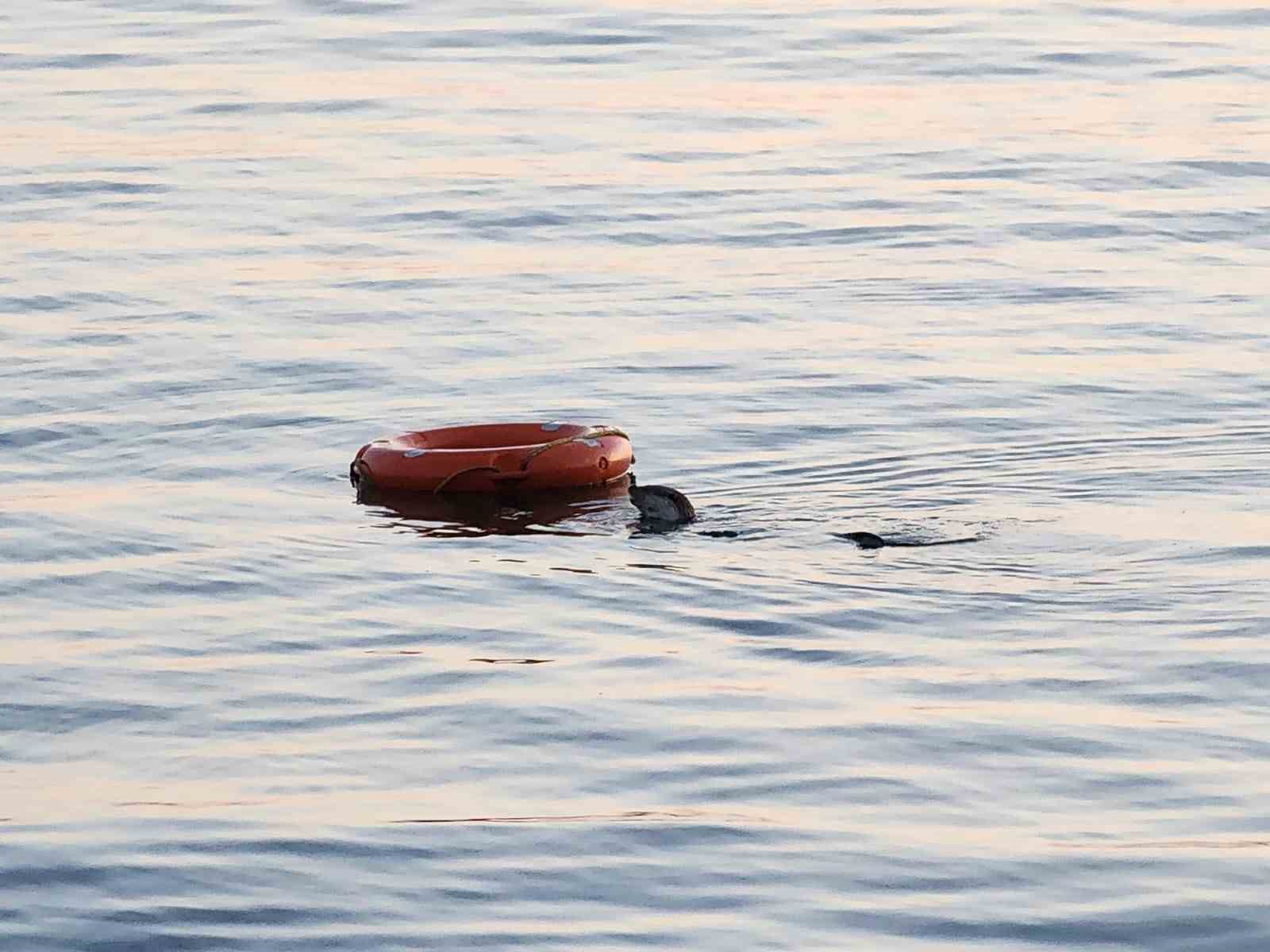 Denizde su samurunu g&ouml;renler şaşkınlığını gizleyemedi
