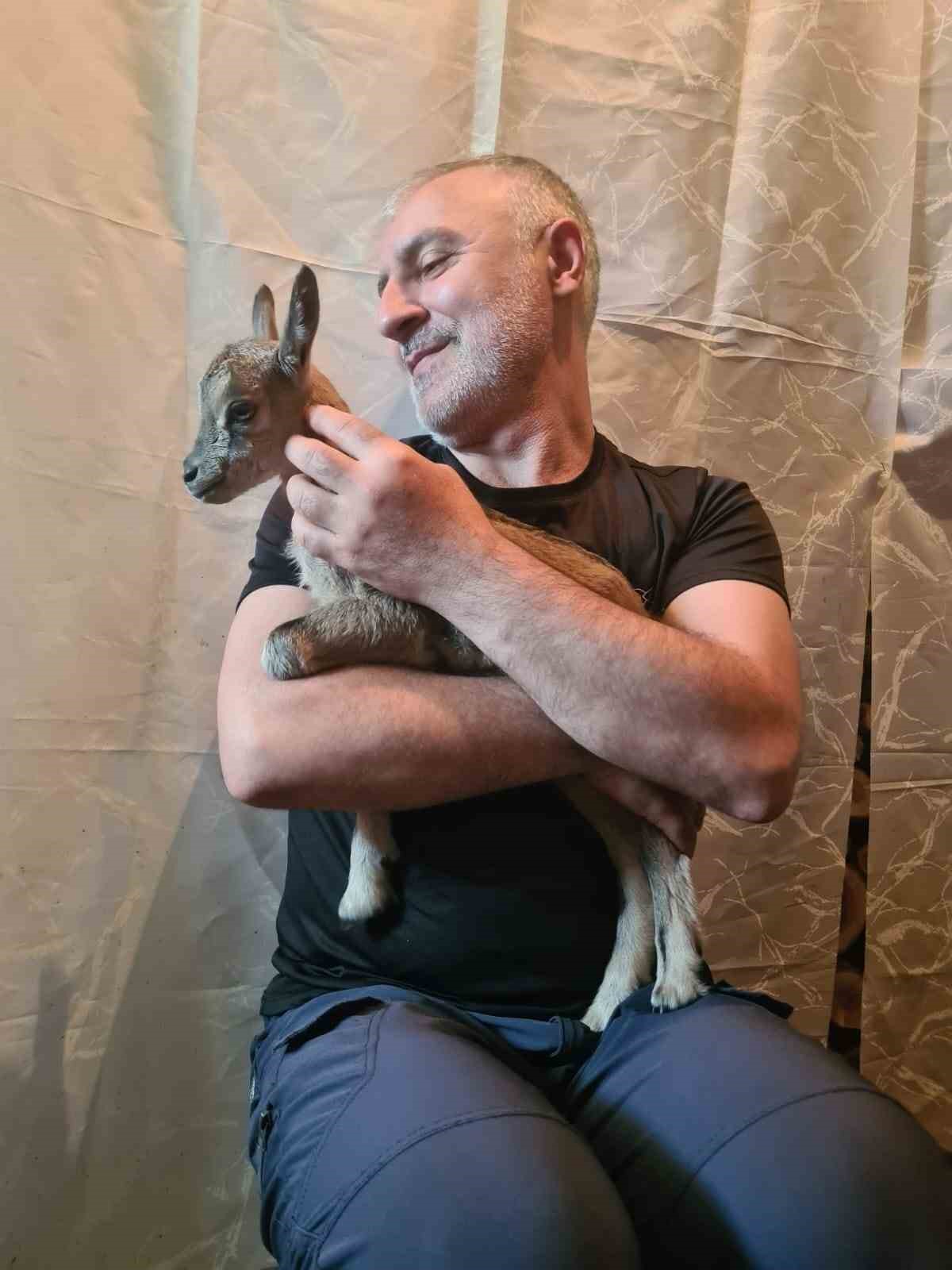 Doğada bitkin halde bulduğu dağ ke&ccedil;isi yavrusunu biberonla besledi
