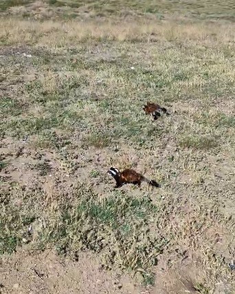 Aksaray&rsquo;da nesli t&uuml;kenmekte olan &ldquo;Alaca sansar&rdquo; g&ouml;r&uuml;nt&uuml;lendi
