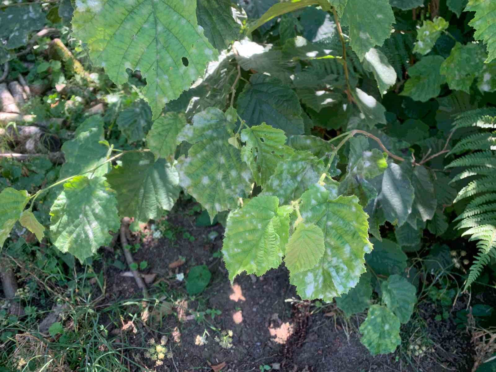 Fındıkta k&uuml;lleme tehlikesi s&uuml;r&uuml;yor
