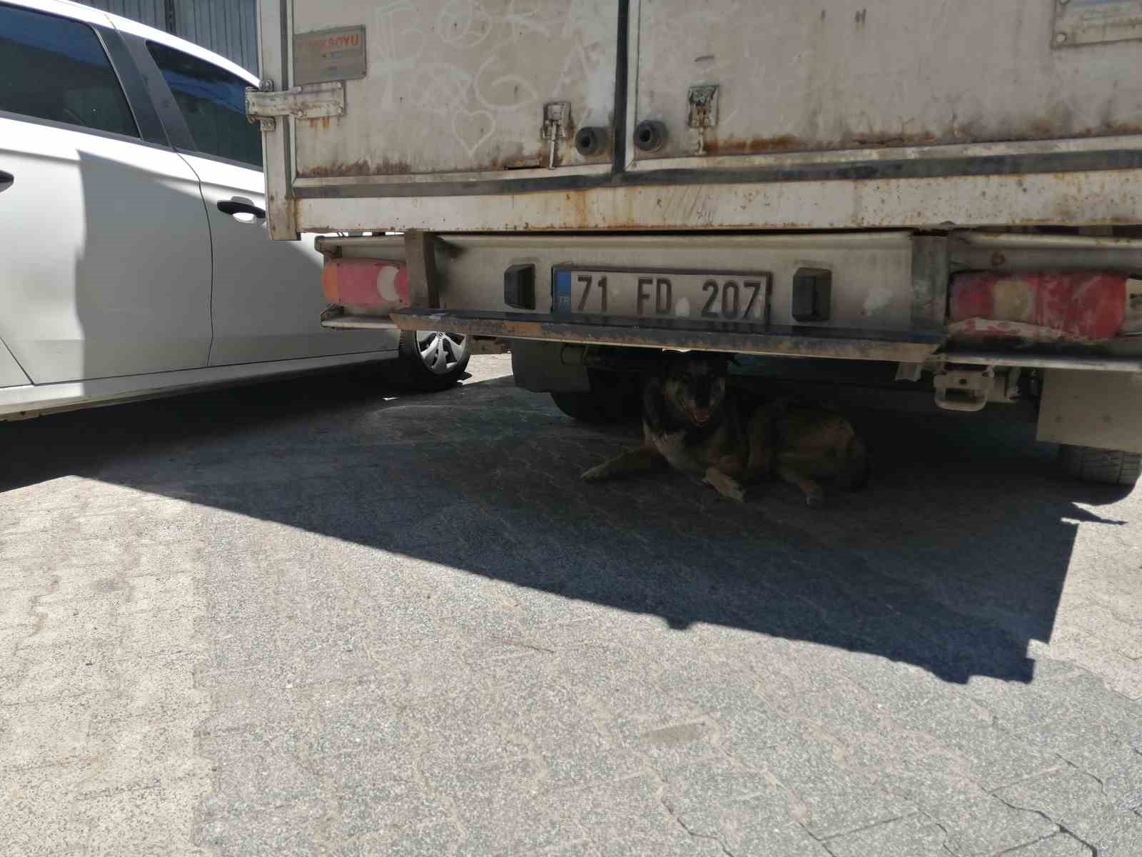 Ataşehir’de birbirine giren köpekleri motosiklet kaskı ile vurarak ayırdı