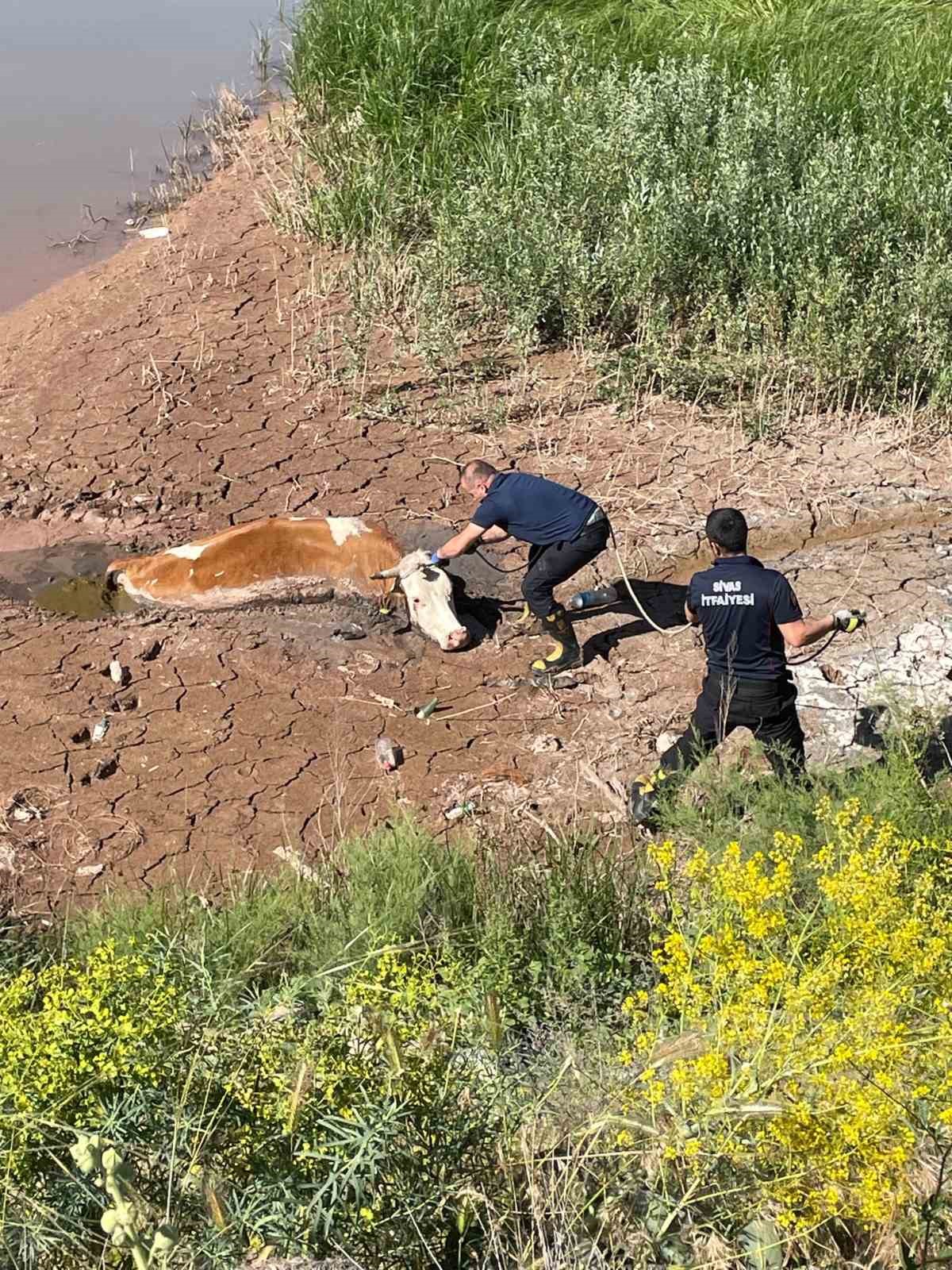 Bataklığa saplanan ineği itfaiye kurtardı