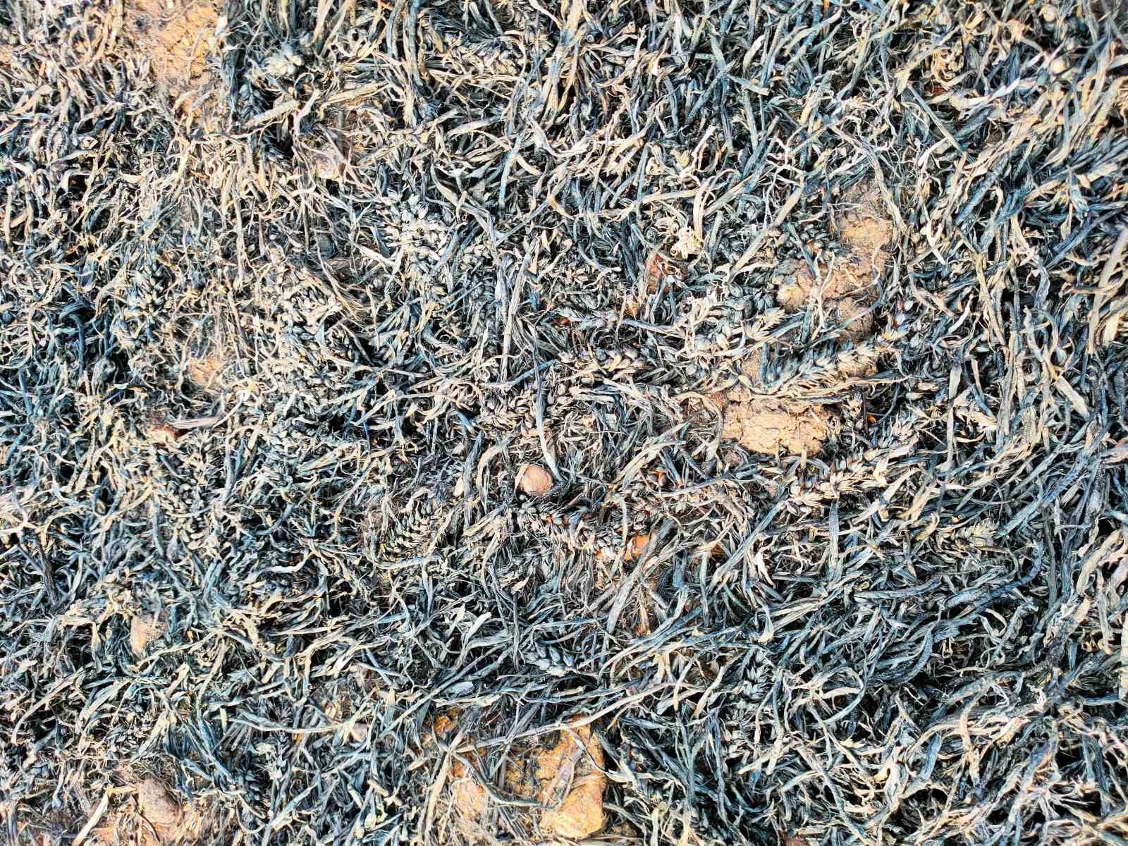 Diyarbakır&rsquo;da ekin tarlasında yangın
