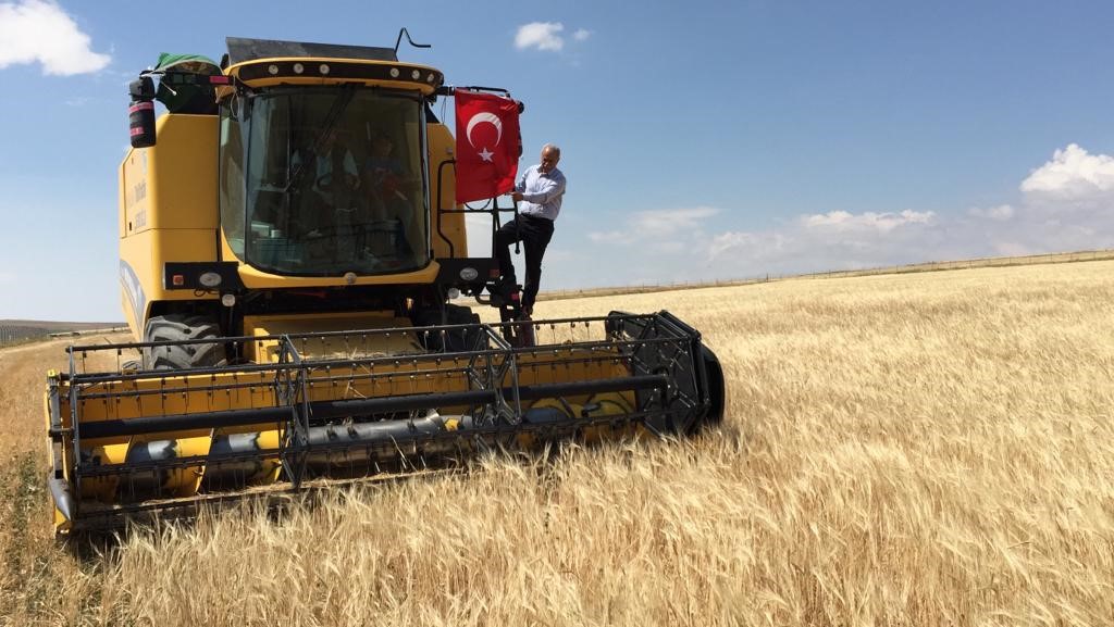 Kulu’da tarım alanlarında hasat başladı
