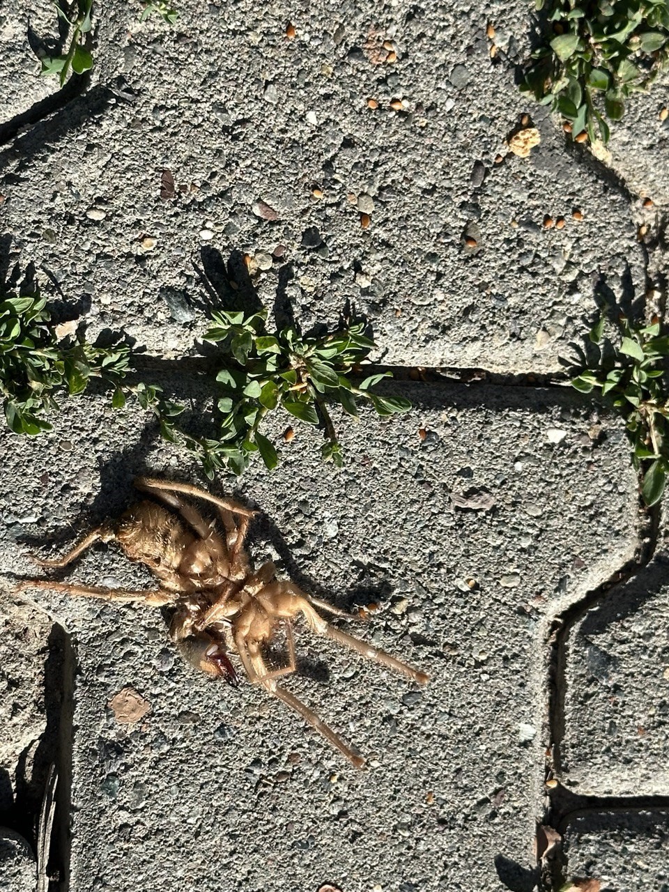 Erzincan&rsquo;da havaların ısınmasıyla &rsquo;Sarıkız&rsquo; &ouml;r&uuml;mceği ortaya &ccedil;ıktı
