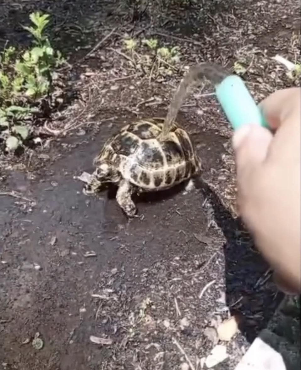 Sıcaktan etkilenen kaplumbağaya hayat kurtaran müdahale
