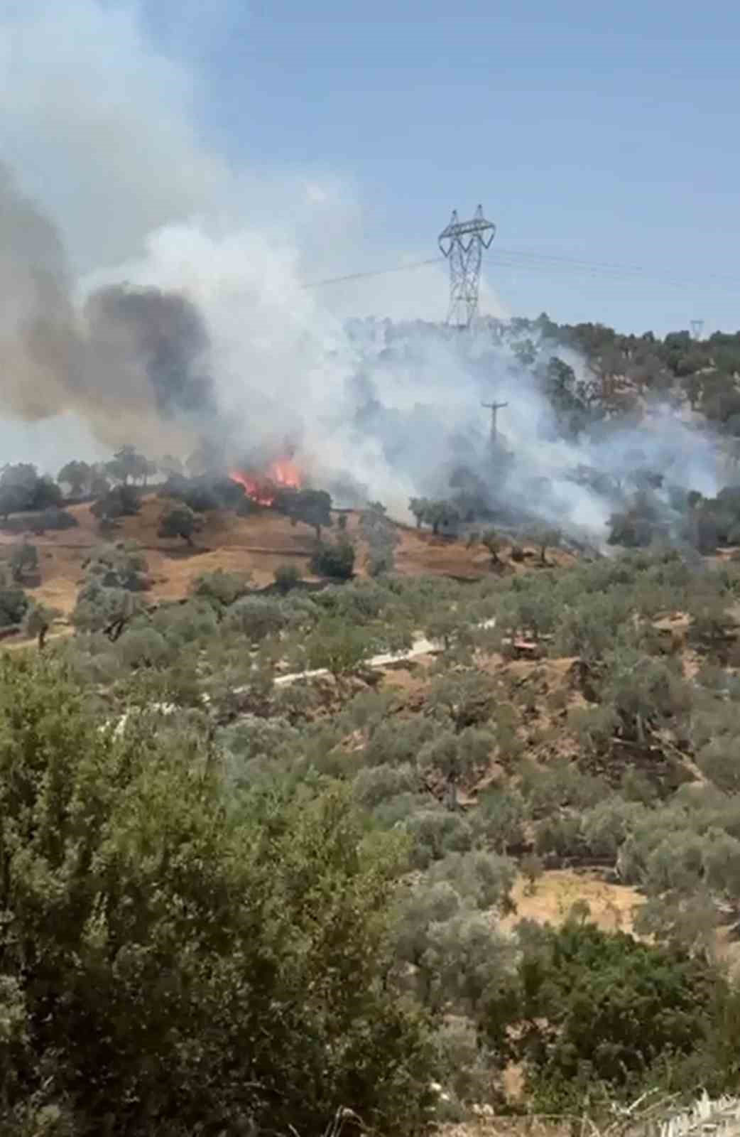 Çine’de zeytinlik alanda yangın çıktı