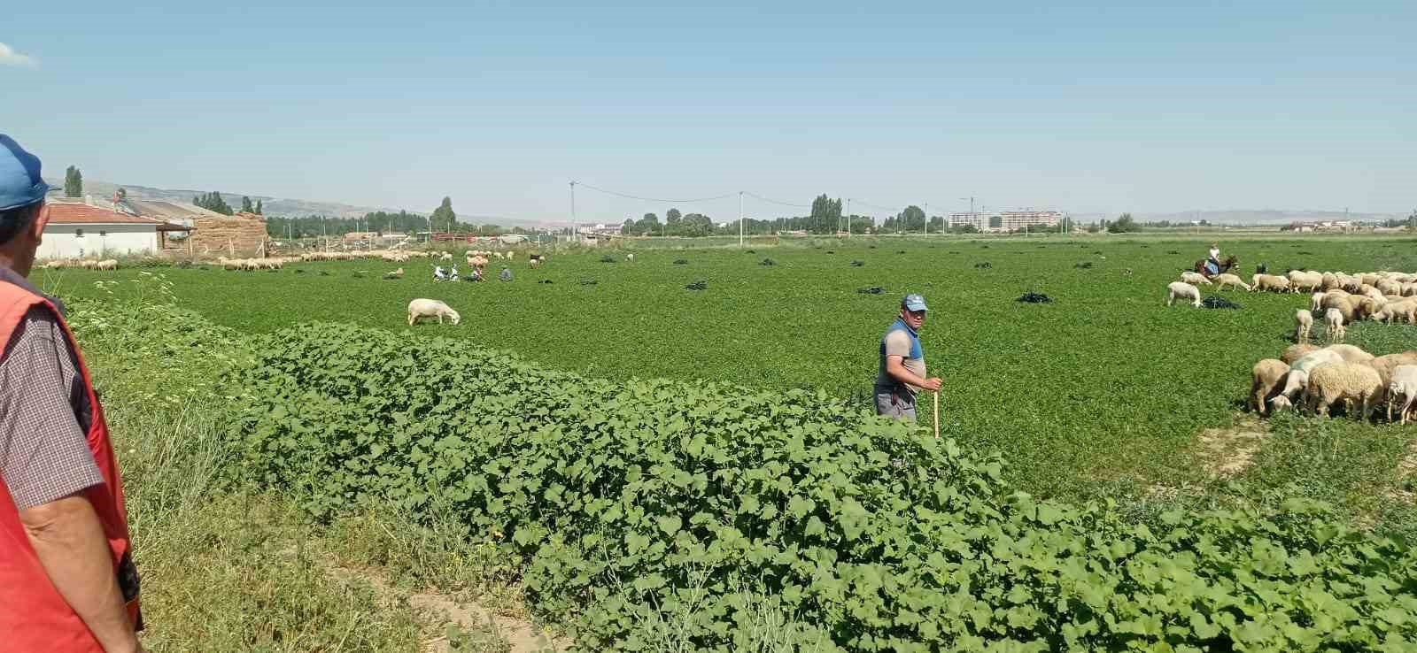 Eskişehir’de çiftçiler satamadıkları maydanozu koyunlara yedirdi
