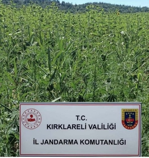 Kırklareli&rsquo;nde ay&ccedil;i&ccedil;eği tarlasında 1 milyon k&ouml;k Hint keneviri ele ge&ccedil;irildi
