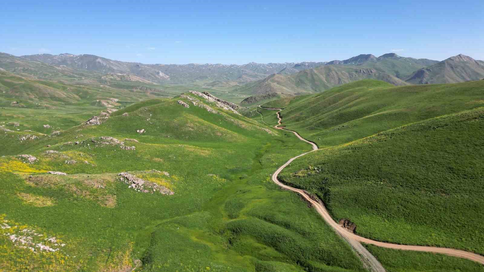 Şırnak dağları sarıya büründü
