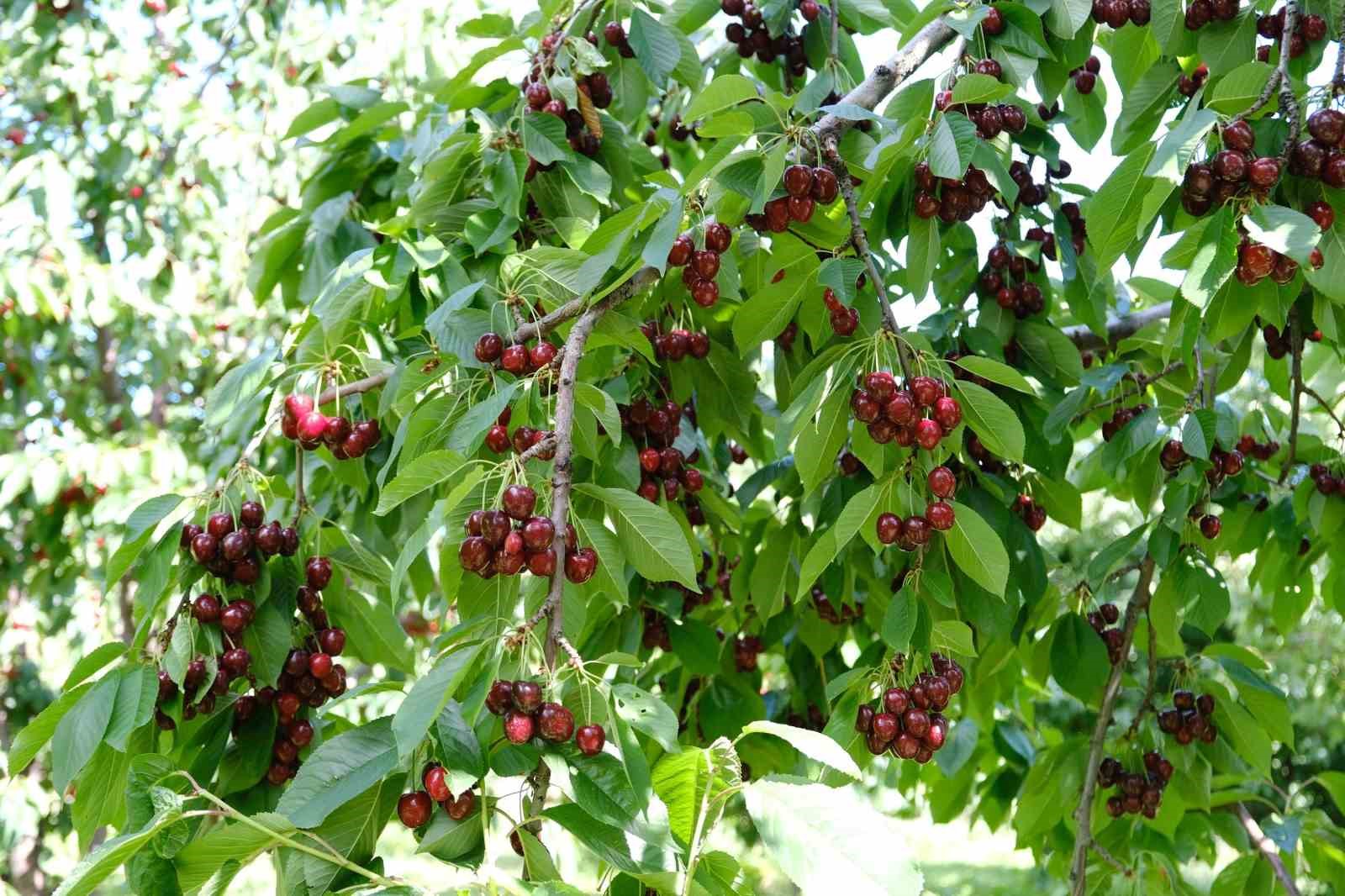 Erzincan&rsquo;da kiraz ağacından d&uuml;şme vakaları arttı
