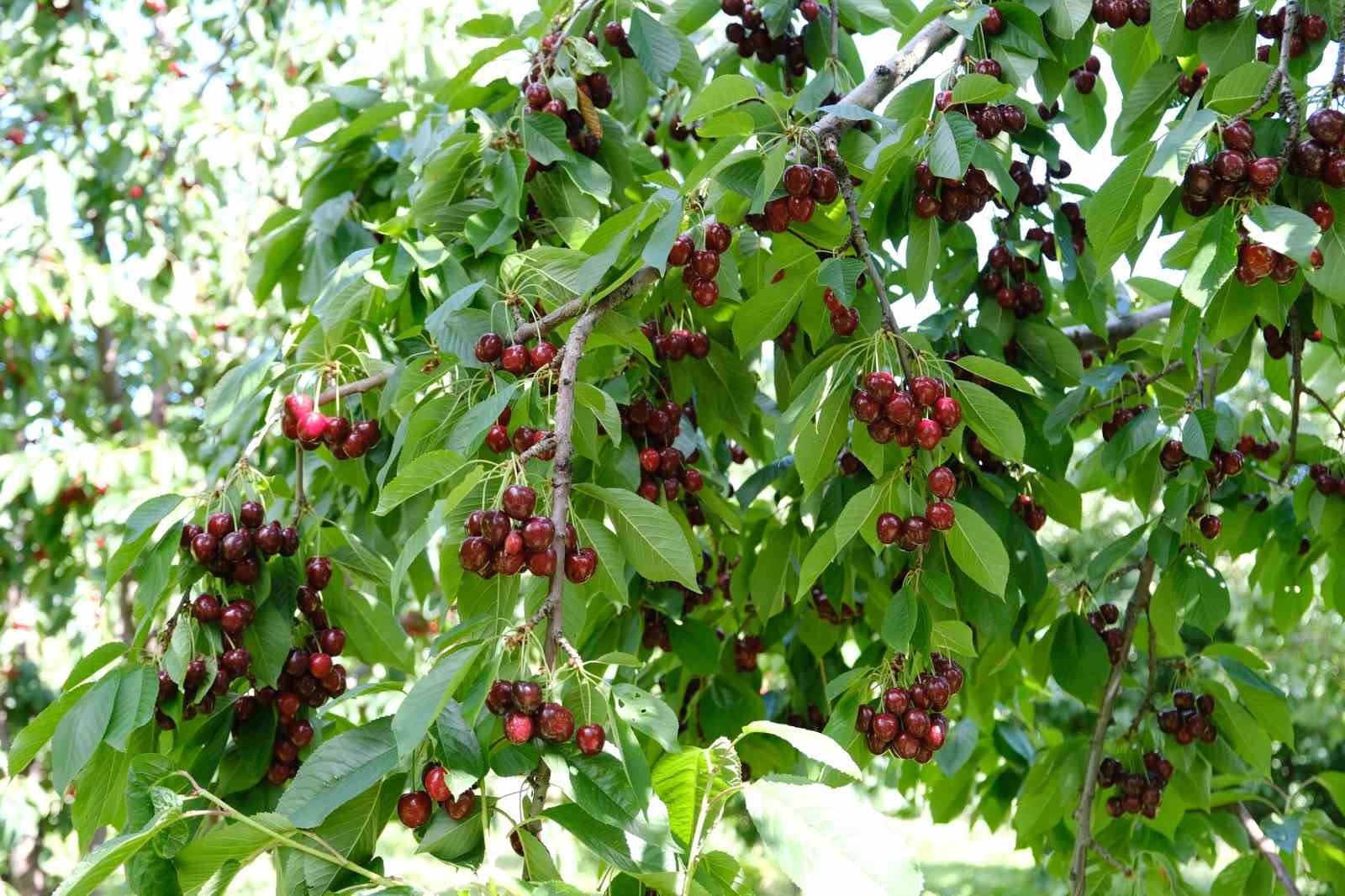 Erzincan&rsquo;da dalları bastı kiraz
