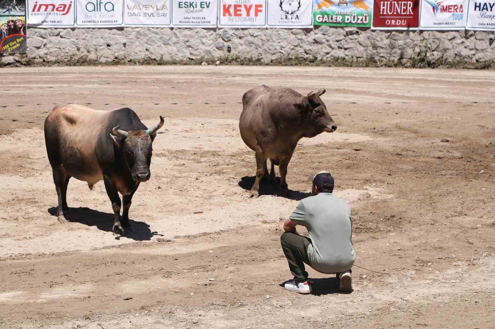 Ayder’de kıyasıya boğa güreşleri
