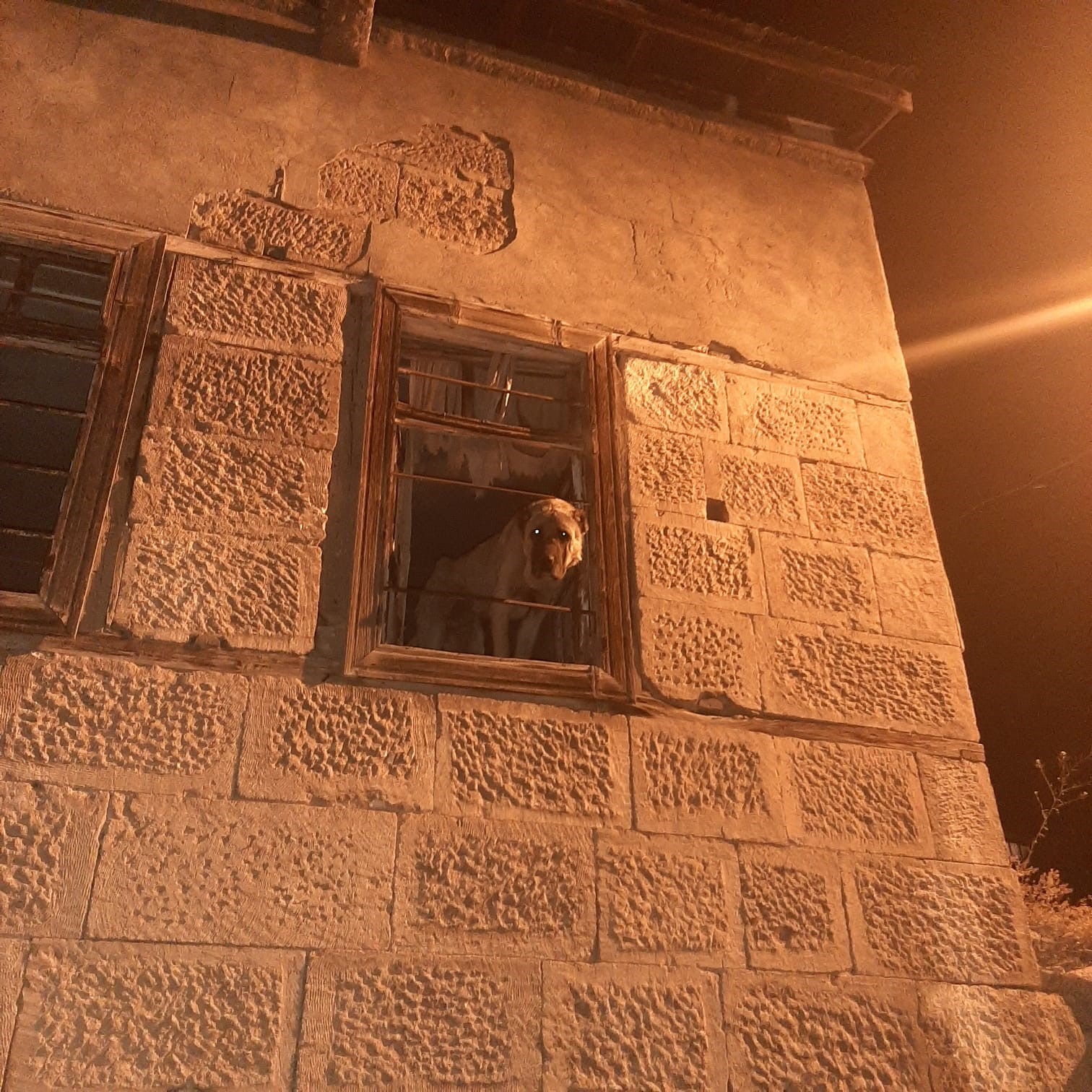 20 g&uuml;nd&uuml;r kayıp Kangal cinsi k&ouml;pek harabe binada hapsedilmiş halde bulundu
