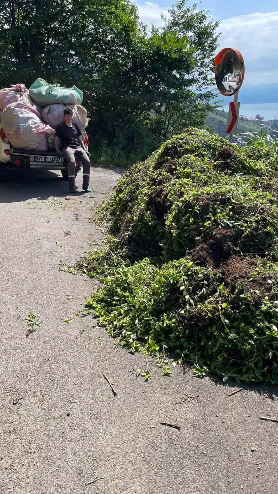 1. sürgünde telgraf otu çay müstahsilinin başına dert oldu
