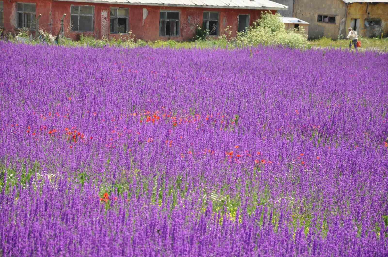 Kars&rsquo;ta lavanta bah&ccedil;esi b&uuml;y&uuml;l&uuml;yor
