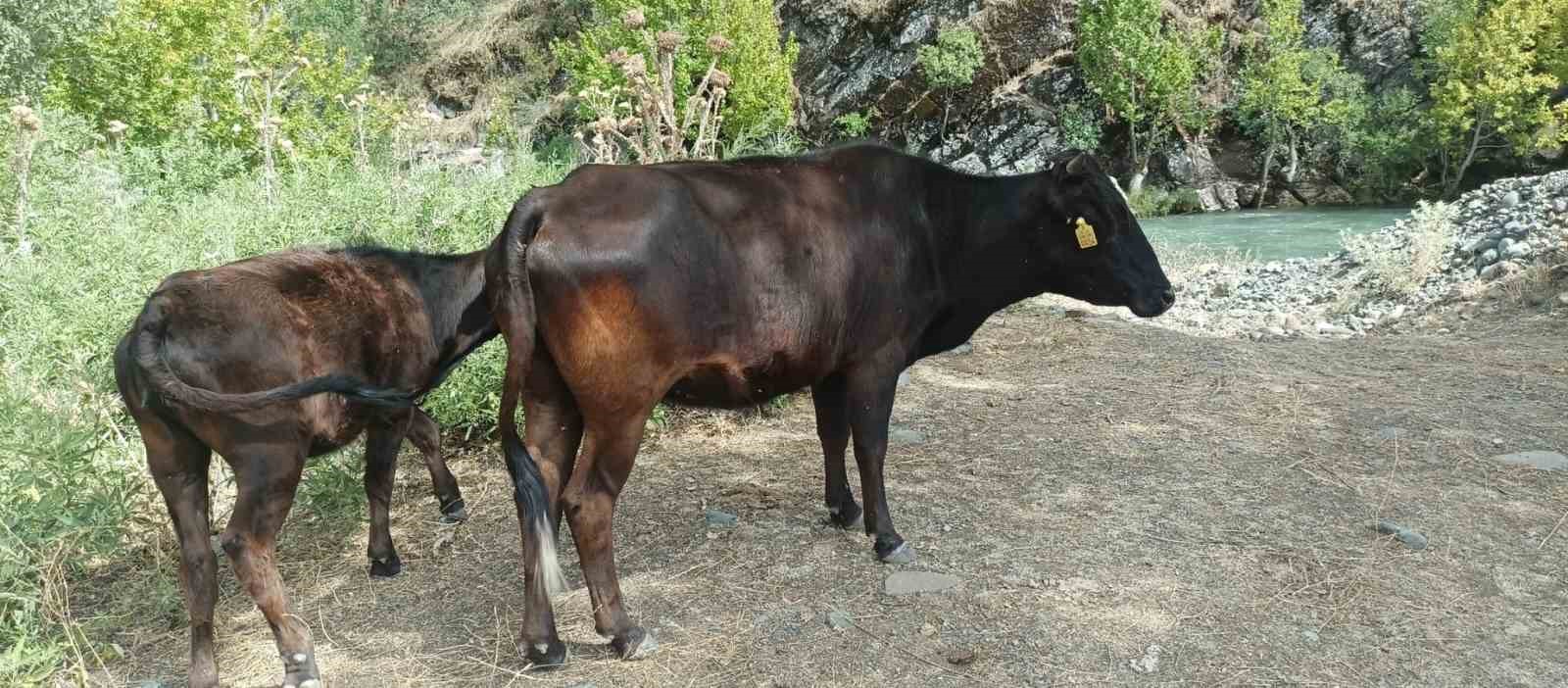 Derecik&rsquo;te kayıp inekler 4 g&uuml;n sonra bulundu
