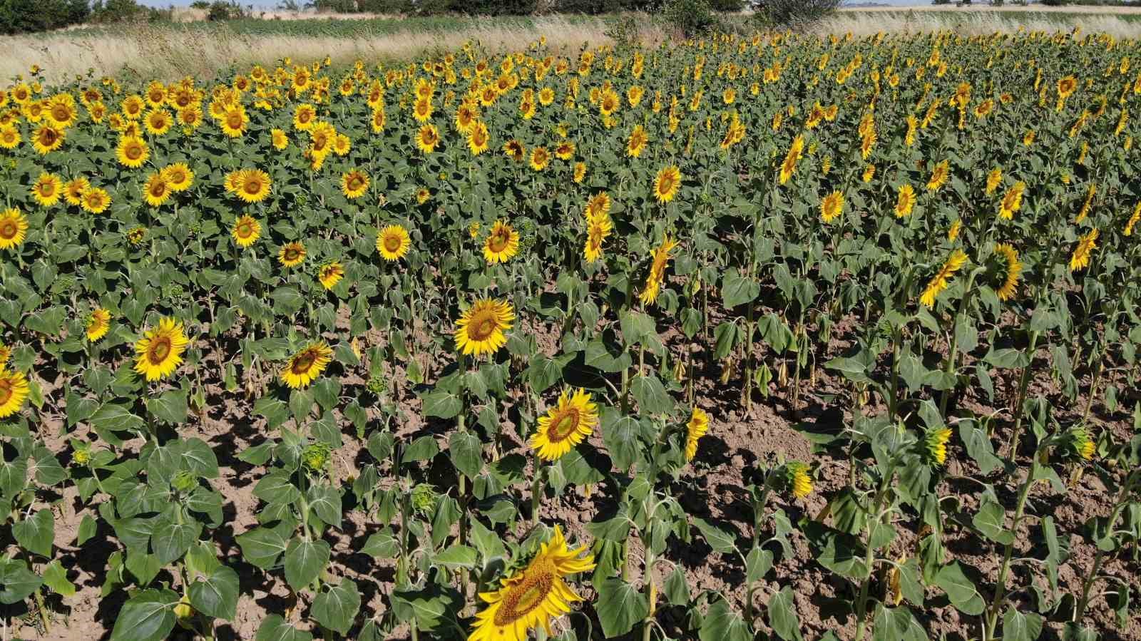 Trakya&rsquo;da ge&ccedil; ekim yapılan ay&ccedil;i&ccedil;eği kuraklık stresinde
