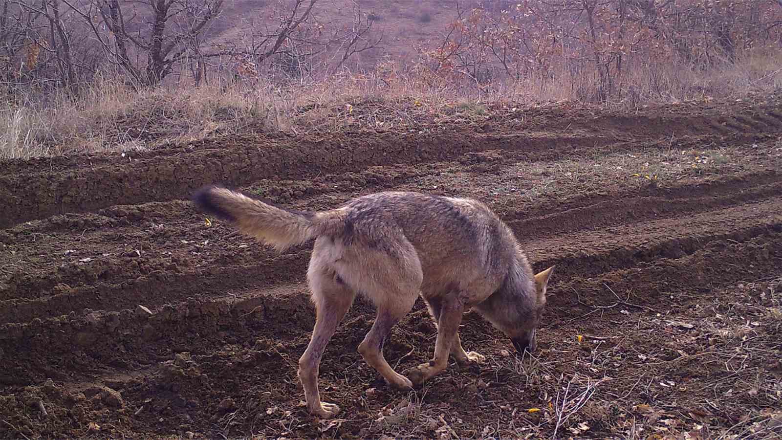Doğanın gizemli misafiri: Ormanın hayaleti vaşak bir kez daha g&ouml;r&uuml;ld&uuml; 