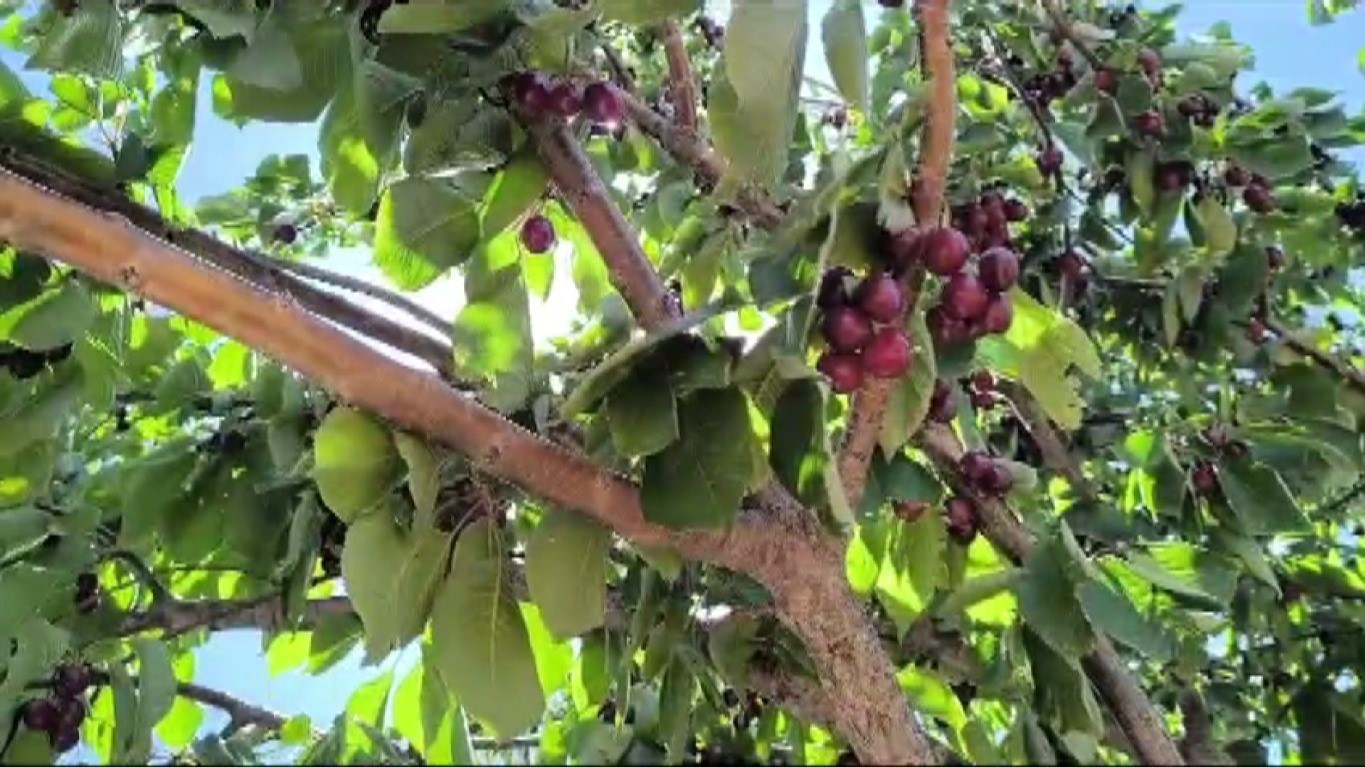 Kahramanmaraş’ta üretilen kiraz bahçede 27.5 markette 60 lira