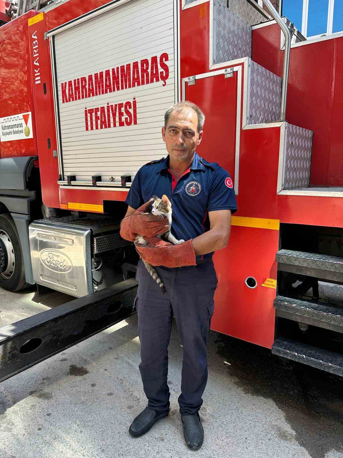 Ağaçta mahsur kalan kedi kurtarıldı