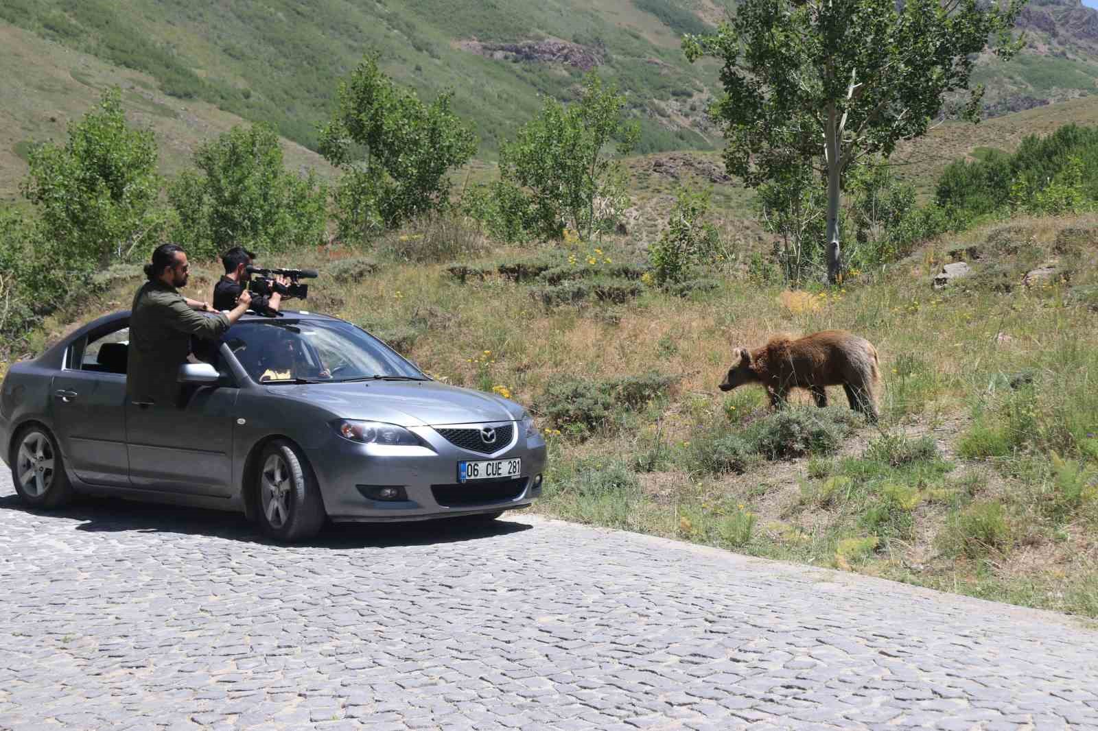 Nemrut&rsquo;un maskotu ayıları g&ouml;renler telefonlarına sarılıyor
