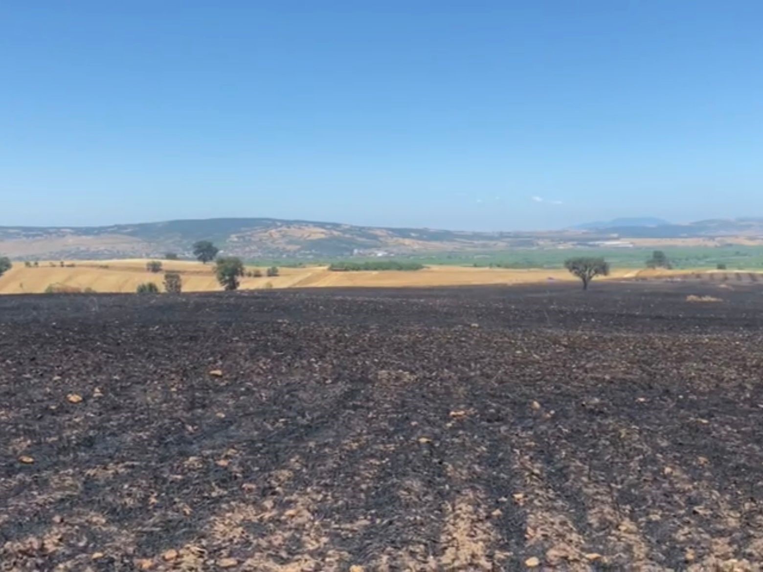 Balıkesir&rsquo;de tarla yangını: 35 ton buğday k&uuml;l oldu
