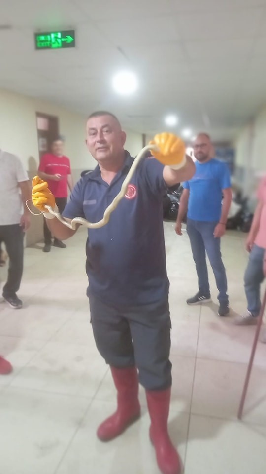 Hatay’da okula giren yılan itfaiye ekipleri tarafından yakalandı