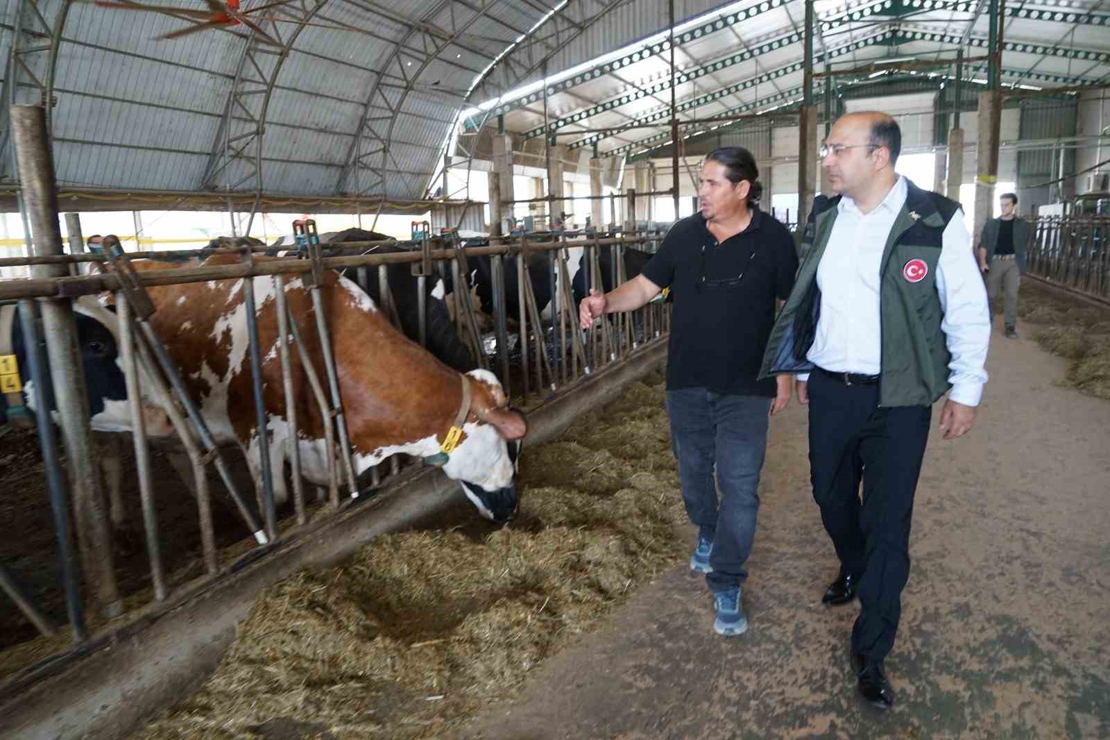 Ergene&rsquo;deki hayvancılık işletmesine Hastalıktan Ari İşletme Sertifikası verildi

