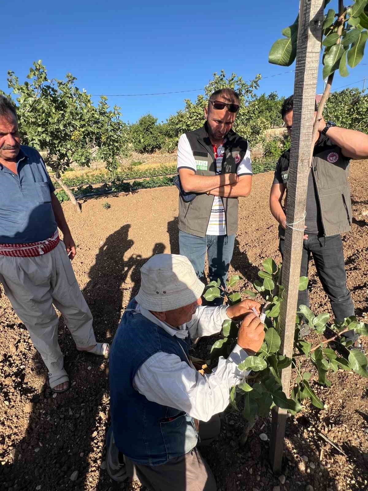 Siirt fıstığında boş meyve sorunu "Erkek Aşı Kalemi Dağıtım Projesi" ile &ccedil;&ouml;z&uuml;me kavuşuyor
