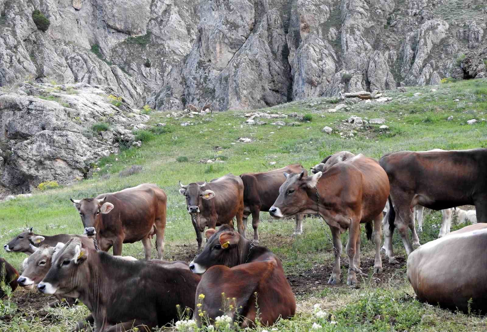 Dağ keçileriyle inek sürüsü bir arada
