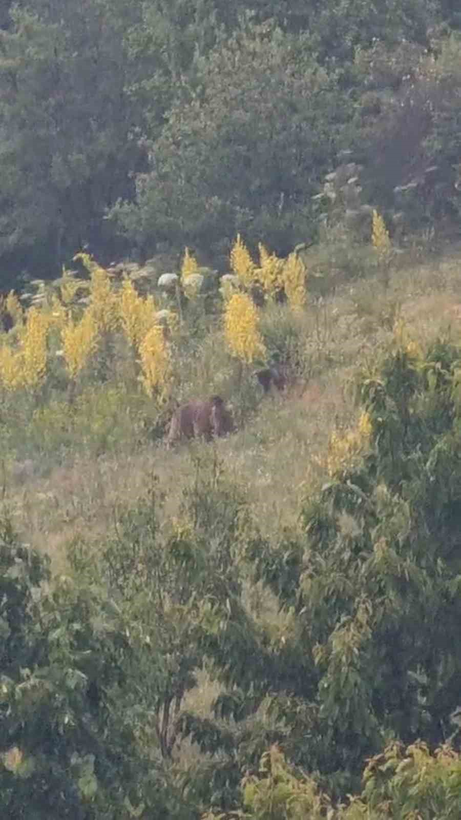 G&uuml;nd&uuml;z vakti şaşırtan misafirler kameraya takıldı
