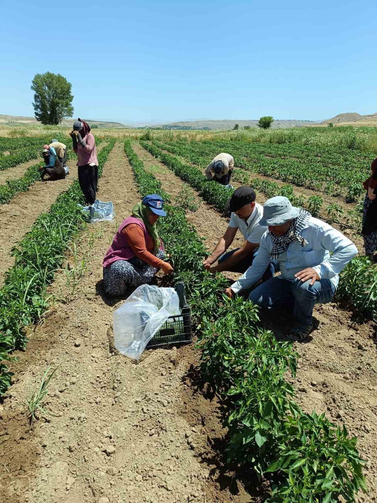 Elazığ’da 40 dekarlık alanda sebze hasadı