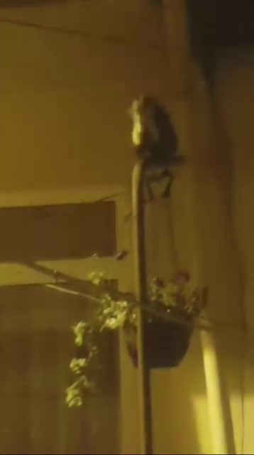 Binalara tırmanan sansarı görenler şaşkına döndü
