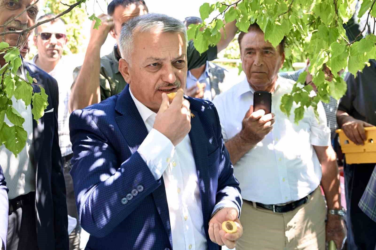 Malatya’da kayısı hasat şenliği düzenlendi