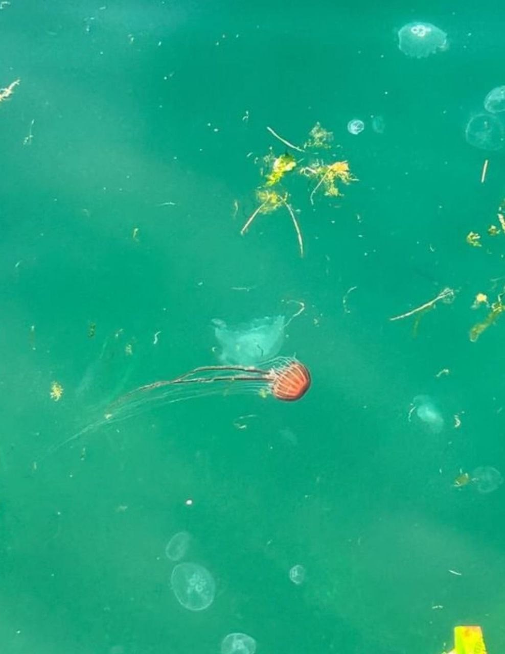 Mudanya&rsquo;da tehlikeli deniz anaları ortaya &ccedil;ıktı
