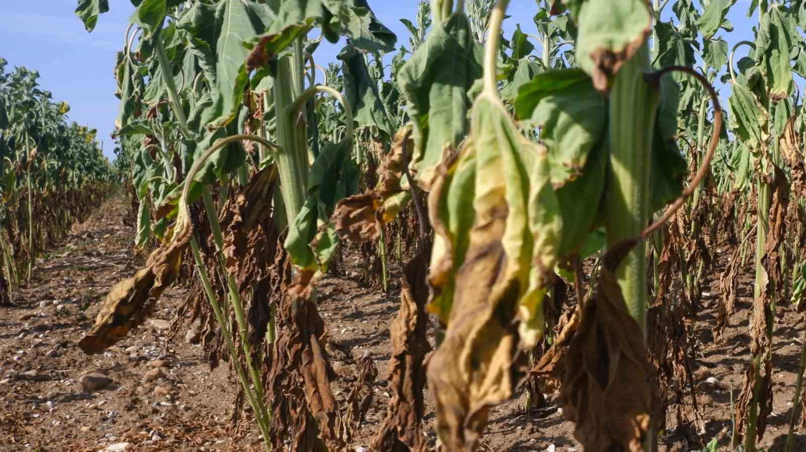 Ay&ccedil;i&ccedil;ekleri kuruyup &ccedil;&uuml;r&uuml;d&uuml;, hasat dahi yapılamayacak
