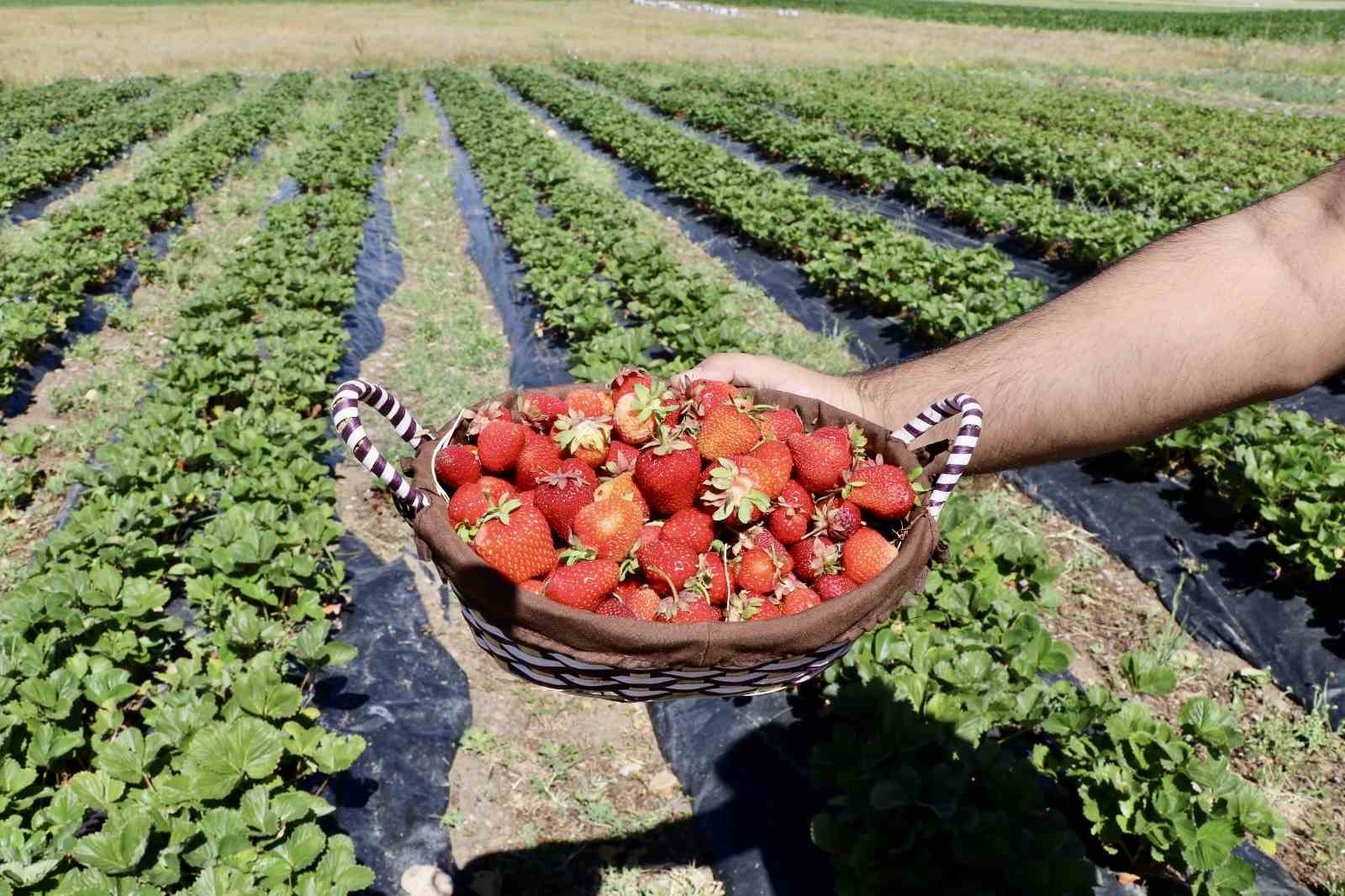 Çilek yetişmez denilen topraklardan 1 yılda 400 ton verim alındı