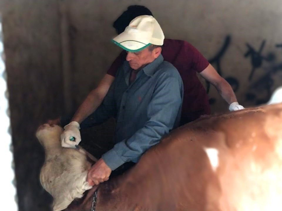 Demirk&ouml;y&rsquo;de buzağı aşılama ve k&uuml;pe takma &ccedil;alışmaları
