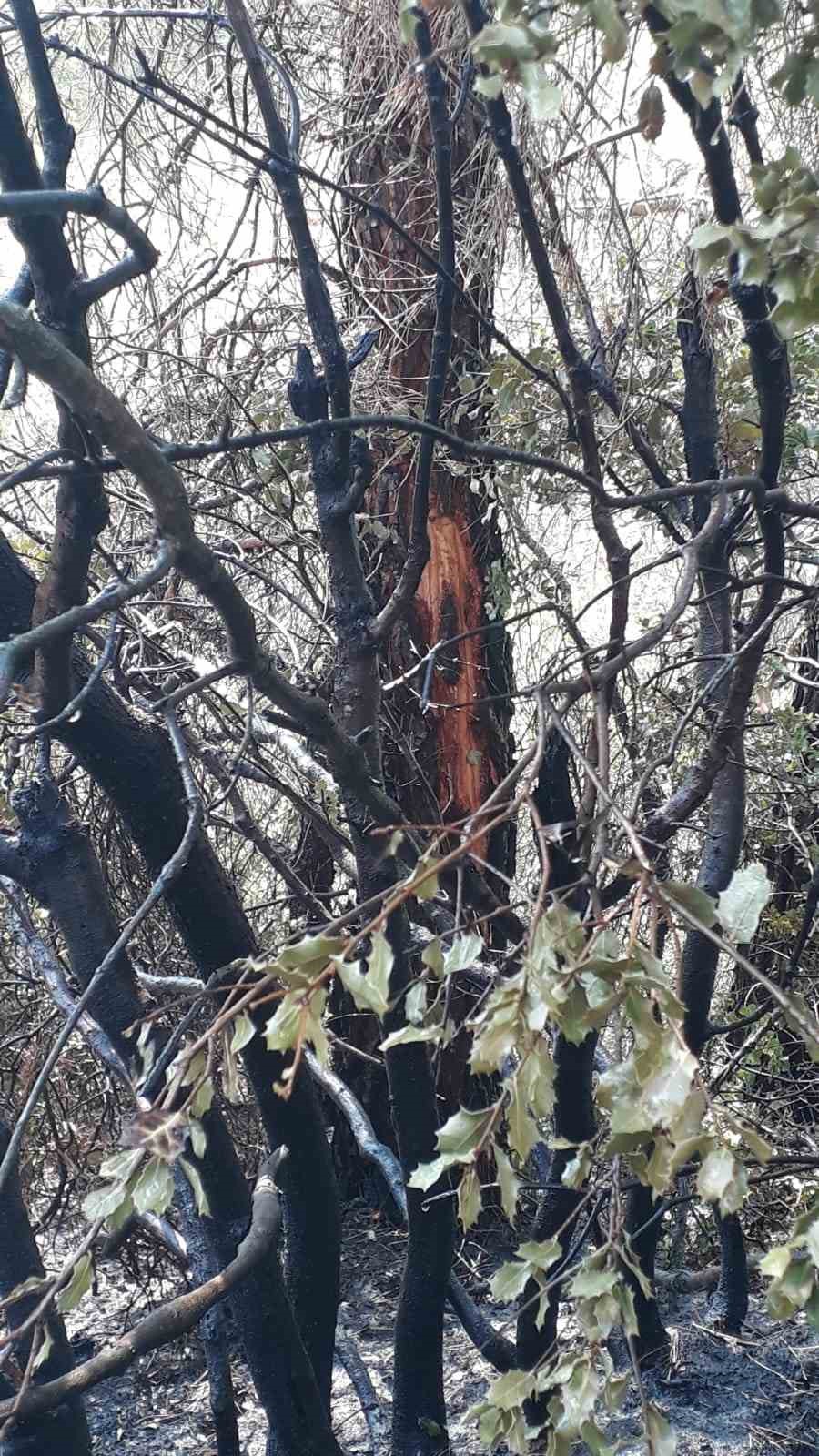Denizli&rsquo;de yıldırım yangına neden oldu
