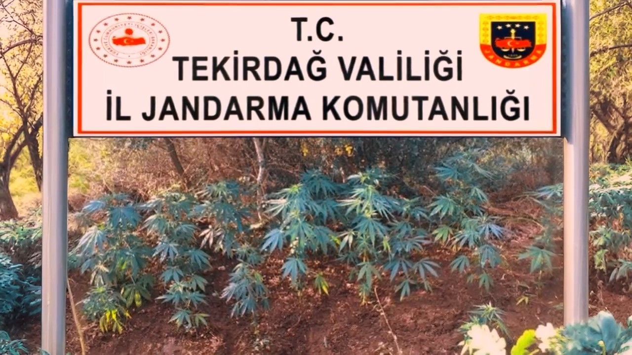 Tekirdağ&rsquo;da hazine arazisine kenevir eken şahıs yakalandı

