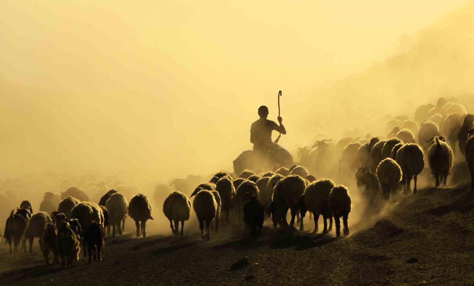 S&uuml;r&uuml;lerin tozlu ve zorlu yolculuğu başladı
