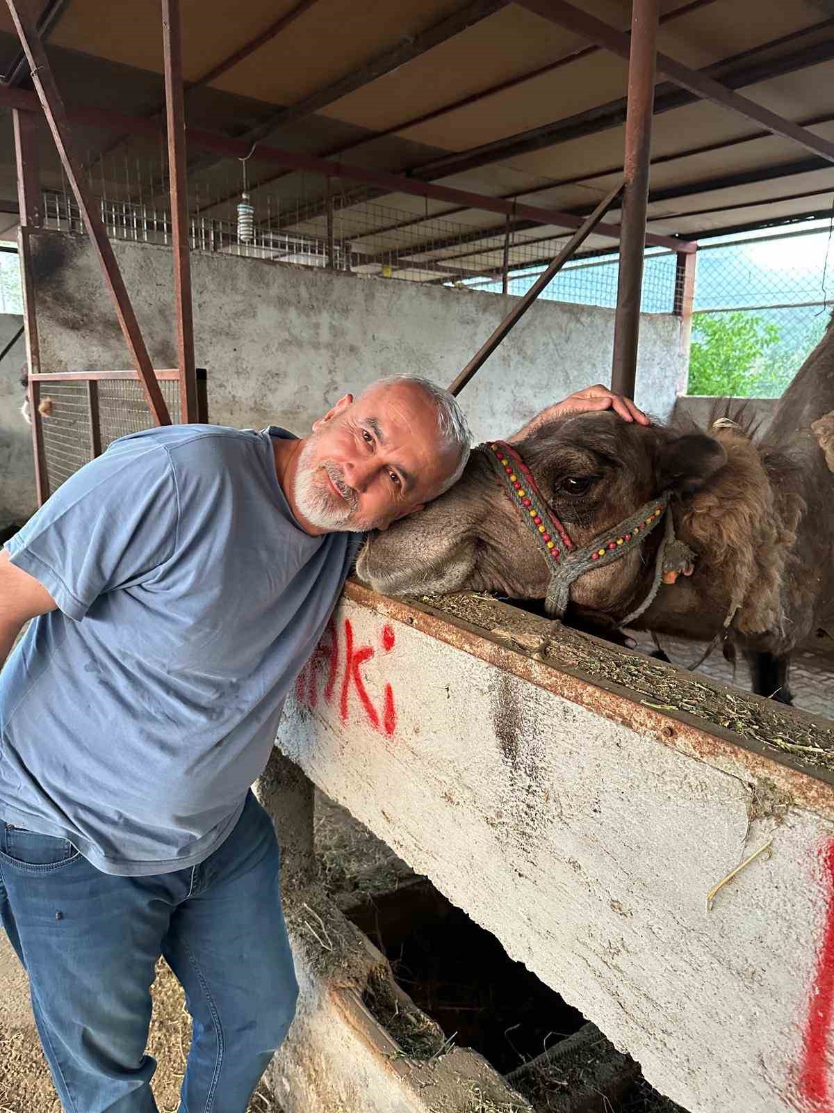 Hava sıcaklıkları develeri bile bunalttı, sahipleri serpme su ile serinletmeye başladı
