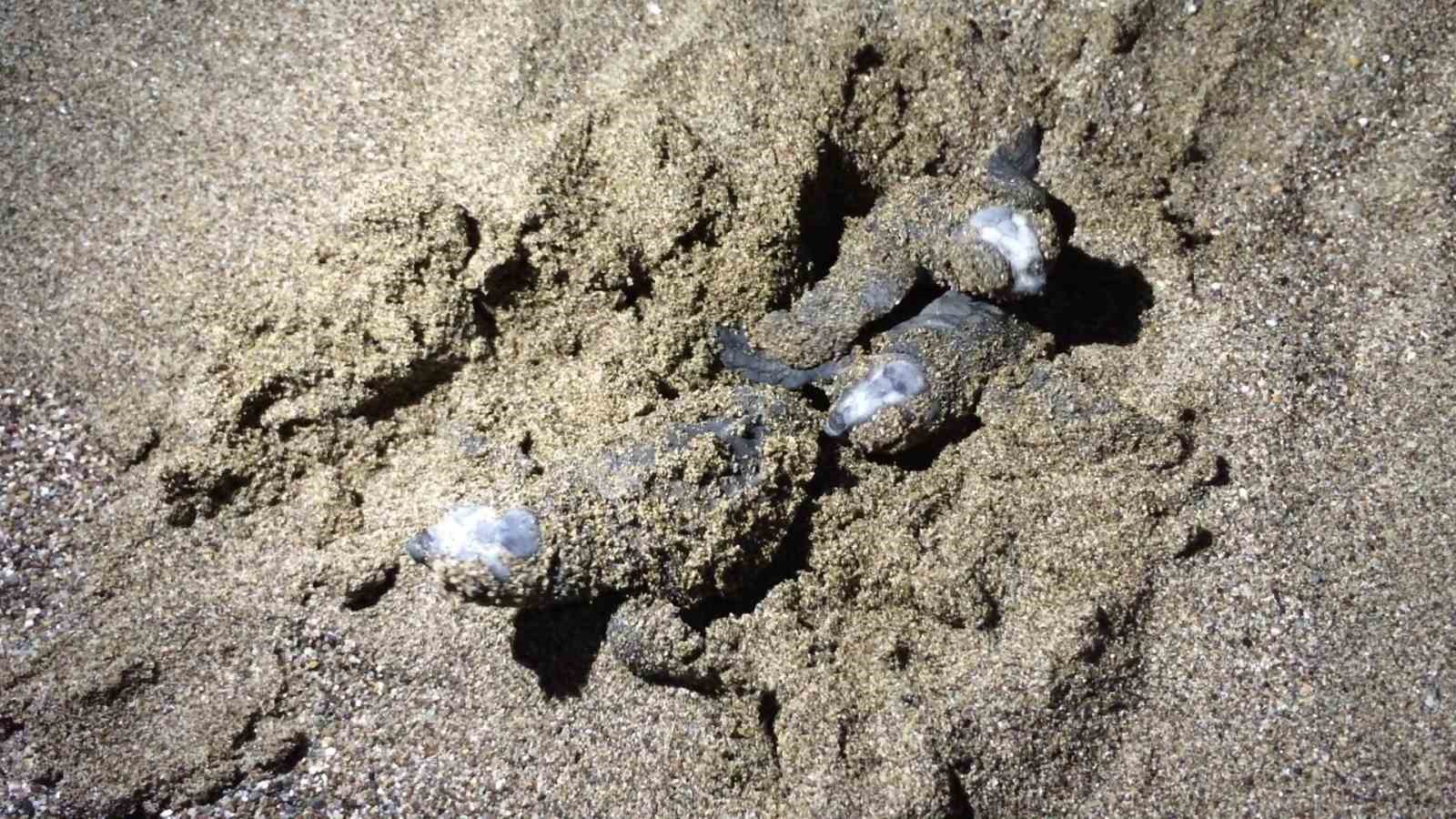 Akdeniz&rsquo;de balık&ccedil;ı ağlarına takılan 132 bin deniz kaplumbağası ışıklı ağlarla korunuyor

