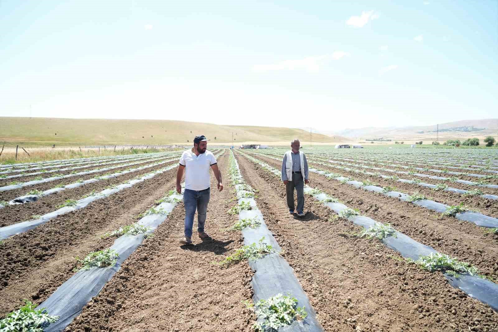 Muş’ta ekimi yapılan karpuzdan 2 milyar TL gelir bekleniyor