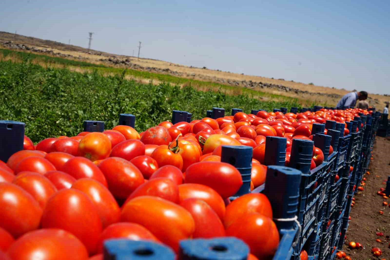 Tarlada 5 TL’den satılan domatesin kavurucu sıcak altında hasadı başladı